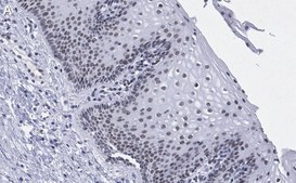 Anti-TAF6L Antibody, clone 1M8 ZooMAb® Rabbit Monoclonal recombinant, expressed in HEK 293 cells