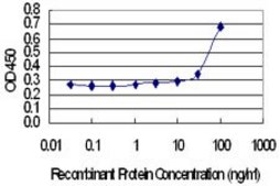 Monoclonal Anti-MYLK4 antibody produced in mouse clone 7A3, purified immunoglobulin