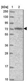 Anti-PIGB antibody produced in rabbit Prestige Antibodies® Powered by Atlas Antibodies, affinity isolated antibody, buffered aqueous glycerol solution