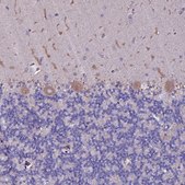 Anti-SELENOT antibody produced in rabbit Prestige Antibodies® Powered by Atlas Antibodies, affinity isolated antibody, buffered aqueous glycerol solution