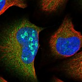 Anti-RABGAP1L antibody produced in rabbit Prestige Antibodies® Powered by Atlas Antibodies, affinity isolated antibody, buffered aqueous glycerol solution