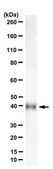 Anti-sFRP-1 Antibody from rabbit