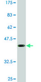 Monoclonal Anti-ELF5 antibody produced in mouse clone 3D10, purified immunoglobulin, buffered aqueous solution