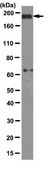 Anti-BRCA1 Antibody, clone MS13 clone MS13, from mouse