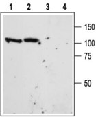 Anti-Sortilin antibody produced in rabbit lyophilized powder, affinity isolated antibody