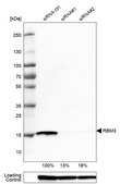 Monoclonal Anti-RBM3 antibody produced in mouse Prestige Antibodies® Powered by Atlas Antibodies, clone CL0296, purified immunoglobulin, buffered aqueous glycerol solution