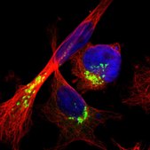 Anti-ACBD3 antibody produced in rabbit Prestige Antibodies® Powered by Atlas Antibodies, affinity isolated antibody, buffered aqueous glycerol solution