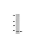 Anti-Histone H2A (acidic patch) Antibody serum, Upstate®