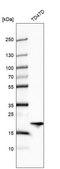 Anti-ARL1 antibody produced in rabbit Prestige Antibodies® Powered by Atlas Antibodies, affinity isolated antibody