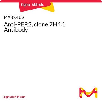 Anti-PER2, clone 7H4.1 Antibody