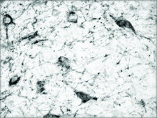Anti-Dopamine Transporter (N-terminal) antibody produced in rabbit ~1.0 mg/mL, affinity isolated antibody, buffered aqueous solution