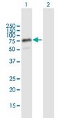 Anti-THAP4 antibody produced in mouse purified immunoglobulin, buffered aqueous solution