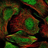 Anti-ZC3H4 antibody produced in rabbit Prestige Antibodies® Powered by Atlas Antibodies, affinity isolated antibody, buffered aqueous glycerol solution