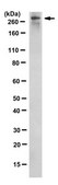 Anti-phospho RNA Pol II (Ser7), clone 3D4A12 Antibody clone 3D4A12, 1 mg/mL, from rat