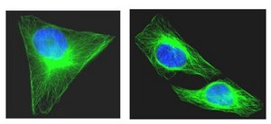 Anti-α-Tubulin Antibody, clone DM1A, Alexa Fluor™ 488 conjugate clone DM1A, Upstate®, from mouse