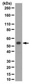 Anti-3-PGDH Antibody from rabbit, purified by affinity chromatography