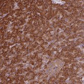 Anti-EIF3J antibody produced in rabbit Prestige Antibodies® Powered by Atlas Antibodies, affinity isolated antibody, buffered aqueous glycerol solution