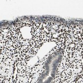 Anti-RBFOX2 antibody produced in rabbit Prestige Antibodies® Powered by Atlas Antibodies, affinity isolated antibody, buffered aqueous glycerol solution