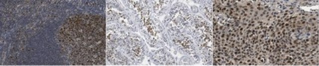 Anti-MCM5 from rabbit