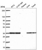 Anti-FN3KRP antibody produced in rabbit Prestige Antibodies® Powered by Atlas Antibodies, affinity isolated antibody