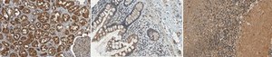 Anti-Peroxiredoxin 1 from rabbit, purified by affinity chromatography