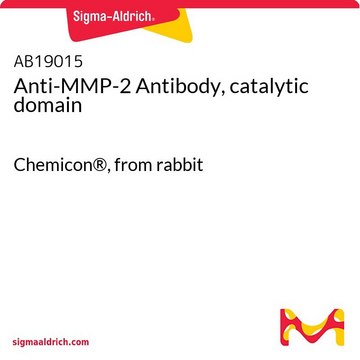 Anti-MMP-2 Antibody, catalytic domain Chemicon&#174;, from rabbit