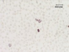Anti-IDO (Indoleamine 2,3-Dioxygenase) Antibody, clone 10.1 clone 10.1, Upstate®, from mouse