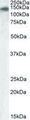 Anti-PLA2R1 antibody produced in goat affinity isolated antibody, buffered aqueous solution