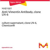 Anti-Vimentin Antibody, clone LN-6 culture supernatant, clone LN-6, Chemicon®