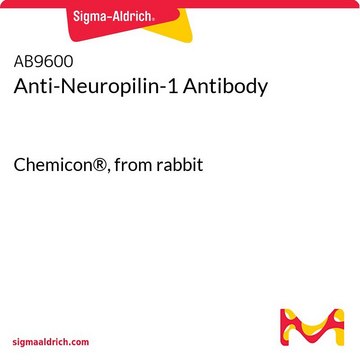 Anti-Neuropilin-1 Antibody Chemicon&#174;, from rabbit