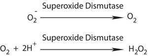 Superoxide Dismutase from bovine erythrocytes BioReagent, ≥3,000 units/mg protein, suitable for cell culture, lyophilized powder