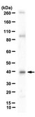 Anti-Syntaxin 17 Antibody from rabbit, purified by affinity chromatography