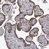 Anti-SMS antibody produced in rabbit Prestige Antibodies® Powered by Atlas Antibodies, affinity isolated antibody, buffered aqueous glycerol solution, ab2