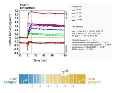 Anti-FABP1, clone EPR5895(2), Rabbit Monoclonal Antibody clone EPR5895(2), from rabbit