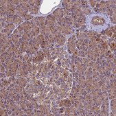 Anti-MRPS9 antibody produced in rabbit Prestige Antibodies® Powered by Atlas Antibodies, affinity isolated antibody, buffered aqueous glycerol solution