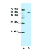 Anti-EIF4B antibody produced in rabbit IgG fraction of antiserum