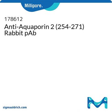 Anti-Aquaporin 2 (254-271) Rabbit pAb