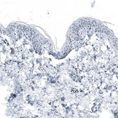 Anti-RCOR2 antibody produced in rabbit Prestige Antibodies® Powered by Atlas Antibodies, affinity isolated antibody, buffered aqueous glycerol solution