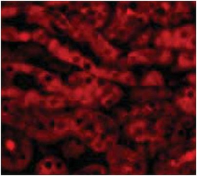 Anti-TIRP Antibody from rabbit, purified by affinity chromatography