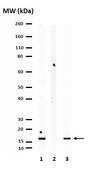 抗ヒストンH3.3抗体、K27M変異 from rabbit, purified by affinity chromatography