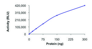 SIRT7, active, His tagged human recombinant, expressed in baculovirus infected Sf9 cells, ≥70% (SDS-PAGE), buffered aqueous glycerol solution