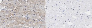 Anti-Laminin α2 Antibody, clone 2I22 ZooMAb® Rabbit Monoclonal recombinant, expressed in HEK 293 cells