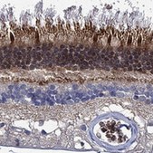 Anti-MPP1 antibody produced in rabbit Prestige Antibodies® Powered by Atlas Antibodies, affinity isolated antibody, buffered aqueous glycerol solution