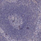 Anti-FGF9 Prestige Antibodies® Powered by Atlas Antibodies, affinity isolated antibody