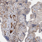 Anti-FGF19 antibody produced in rabbit Prestige Antibodies® Powered by Atlas Antibodies, affinity isolated antibody, buffered aqueous glycerol solution