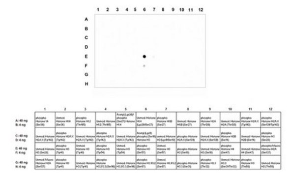 Anti-phospho Histone H3 (Ser57) Antibody from rabbit, purified by affinity chromatography