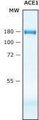 Angiotensin Converting Enzyme, ACE, human recombinant, ≥10 U/mg, expressed in HEK 293 cells