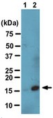 Anti-Dimethyl Histone H3 (Lys4) Antibody, clone CMA303 clone CMA303, from mouse