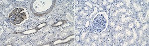 Anti-THSD7A Antibody, clone 2F15-L1 ZooMAb® Rabbit Monoclonal recombinant, expressed in HEK 293 cells