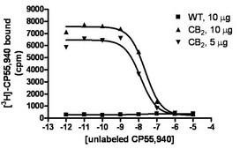 ChemiScreen 膜製剤 組換えヒト CB2 カンナビノイド受容体 Human CB2 GPCR membrane preparation for Radioligand binding Assays &amp; GTPγS binding.
